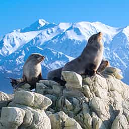 Kaikoura-activity-specials